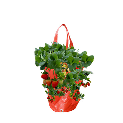 3 Gallon Hanging Strawberry Bag